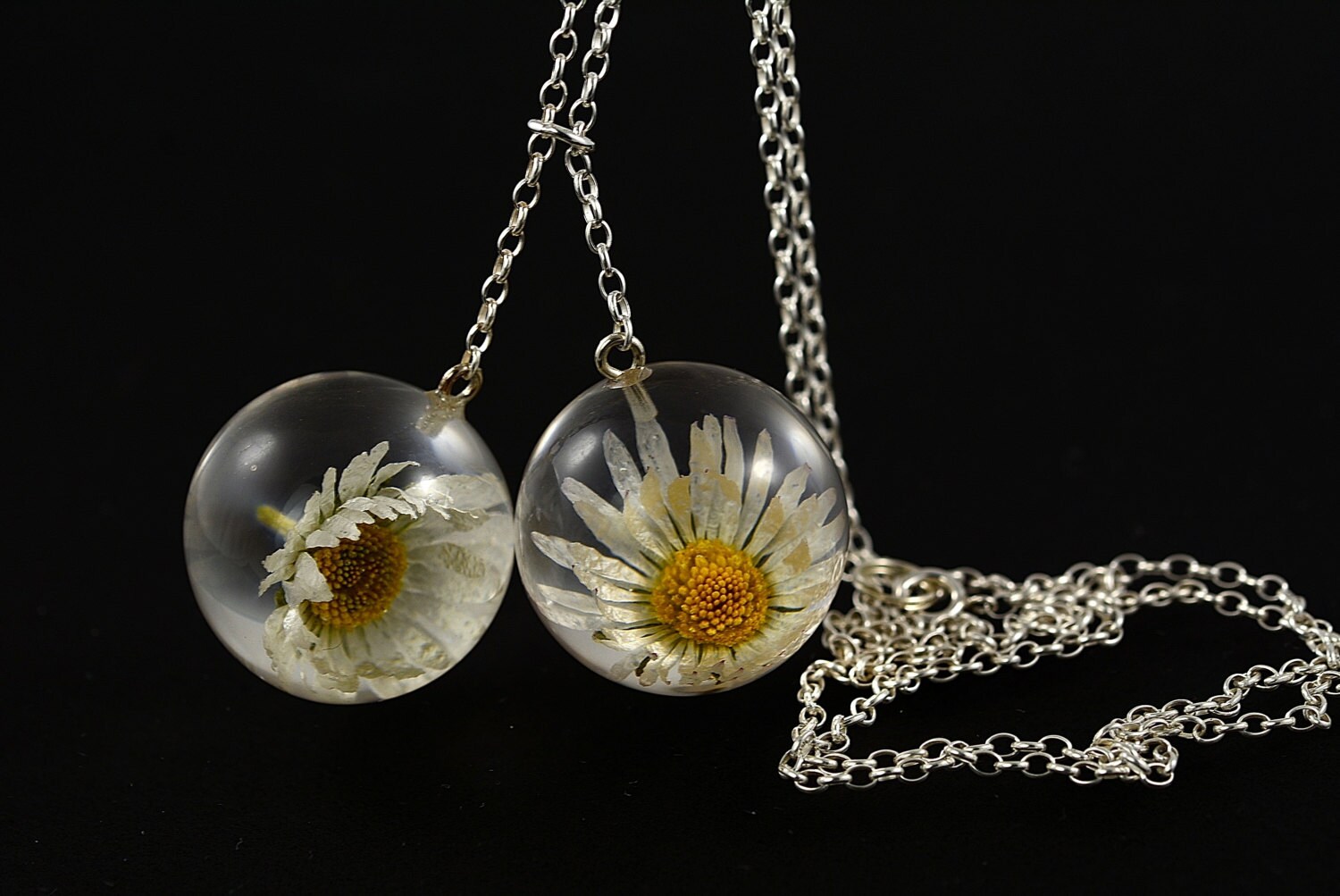 Anhänger Mit Echten Gänseblümchen | Bellis Perennis in Den Harz-Sphären Auf Silber-Ketten. Kugeln Von 2, 5 cm. Gesamt-Kettenlänge 80 Anhänger Mit Echten Gänseblümchen | Bellis Perennis in Den Harz-Sphären Auf Silber-Ketten. Kugeln Von 2, 5 cm. Gesamt-Kettenlänge 80 von Caldesia