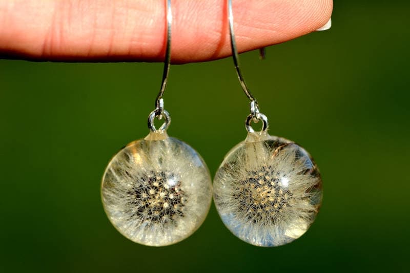 Löwenzahn Ohrringe, Schmuck, Silber Harz Mausear Habichtskraut | Hieracium Pilosella Ohrringe. Kugeln 1, 7 cm Löwenzahn Ohrringe, Schmuck, Silber Harz Mausear Habichtskraut | Hieracium Pilosella Ohrringe. Kugeln 1, 7 cm von Caldesia