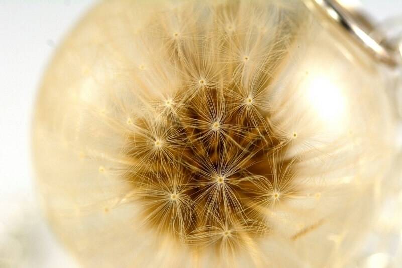 Resin Anhänger Mit Echter Pustezahn | Taraxacum Officinale in Der Großen Kugel An Einer Silberkette. 4 cm. Kette 80 Resin Anhänger Mit Echter Pustezahn | Taraxacum Officinale in Der Großen Kugel An Einer Silberkette. 4 cm. Kette 80 von Caldesia