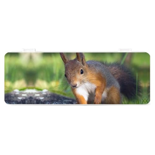 Cmagnifico Federmäppchen, niedliches Eichhörnchen, kreative einfache Schreibwaren-Box, 19,5 x 7,1 x 2,7 cm, Stil:, Einheitsgröße, Federmäppchen von Cmagnifico