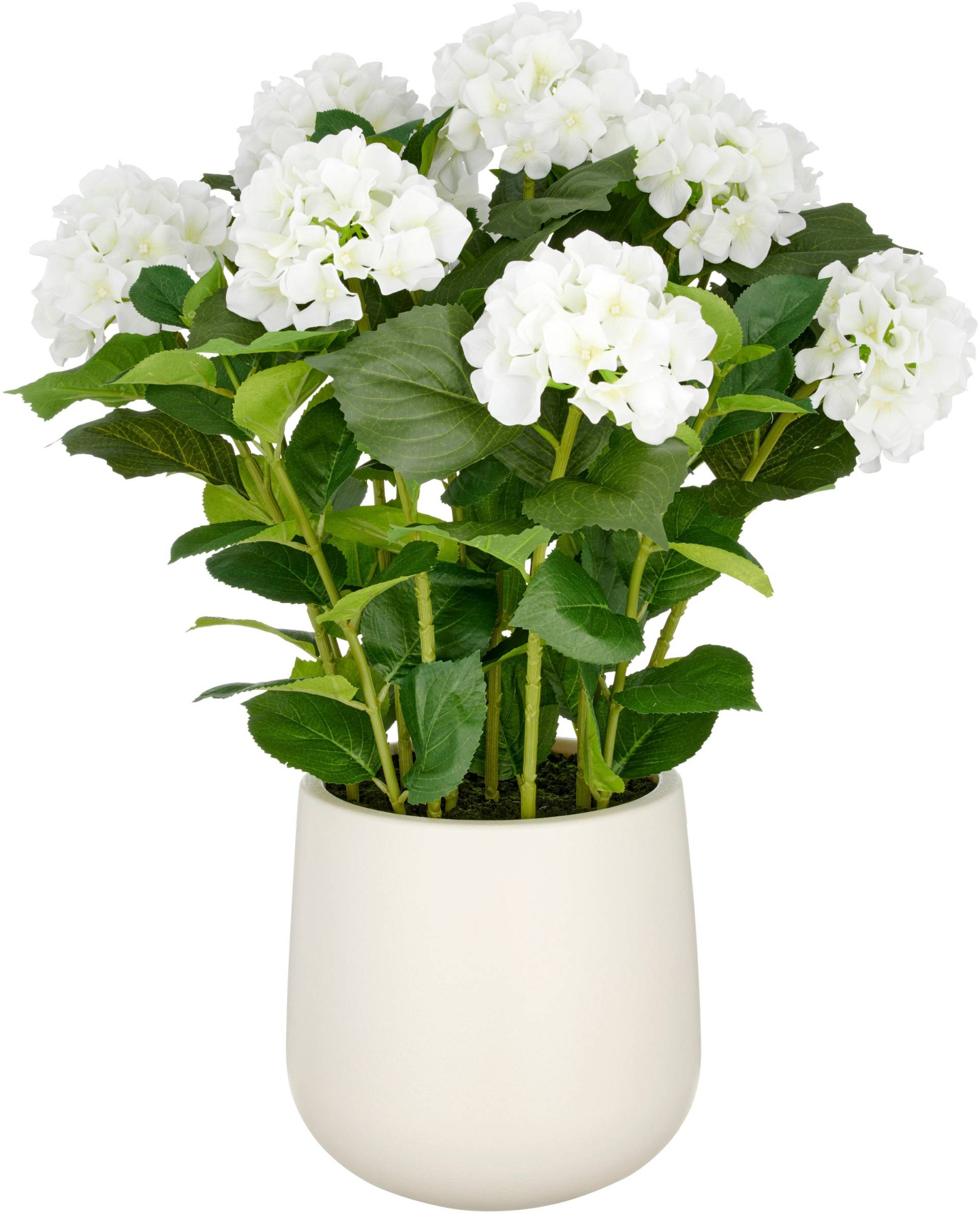 Creativ green Kunstpflanze "Hortensie", im eleganten Topf Creativ green Kunstpflanze "Hortensie", im eleganten Topf von Creativ Green