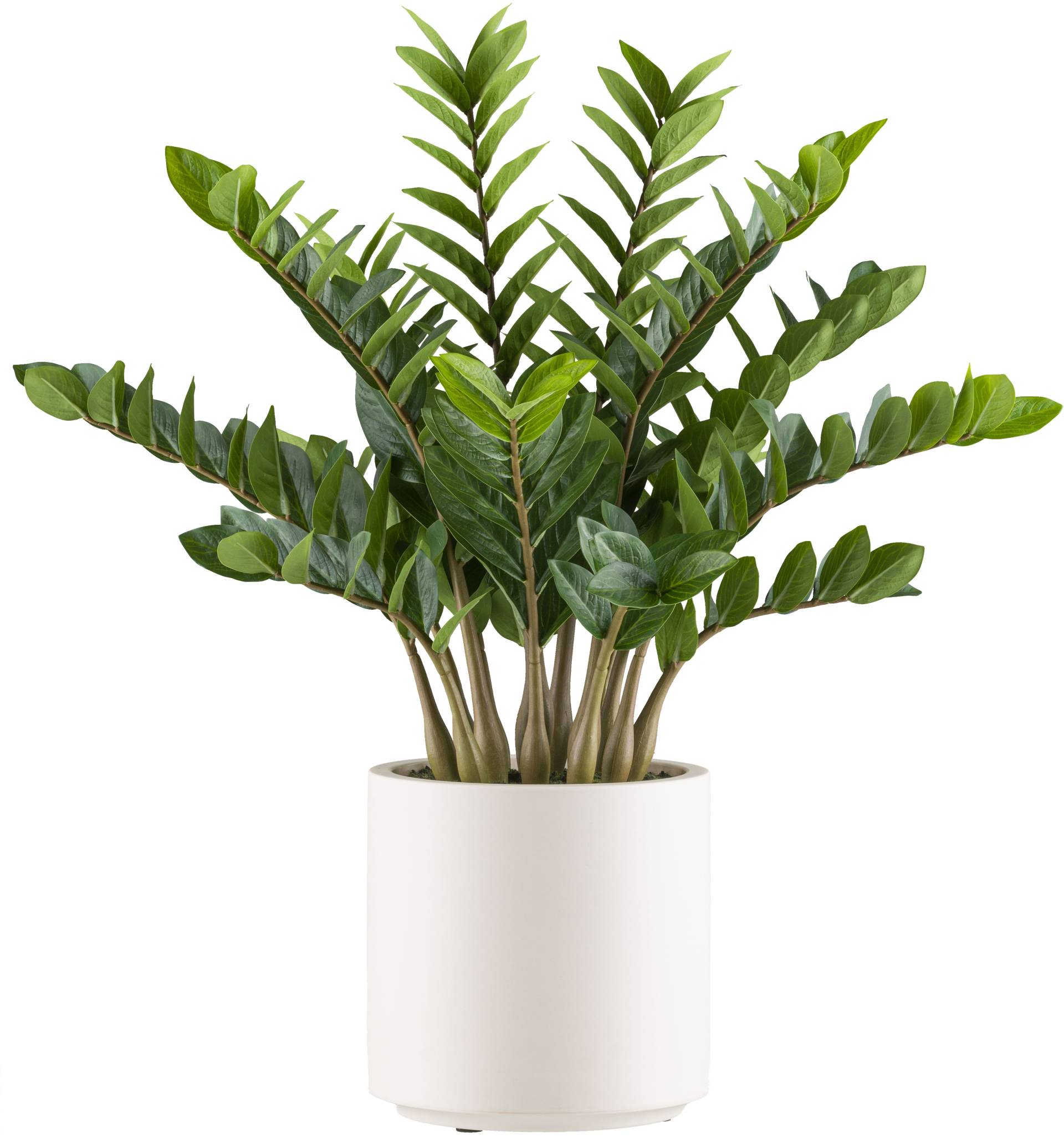 Creativ green Kunstpflanze "Zamifolia" im eleganten cremefarbenen Topf von Creativ Green