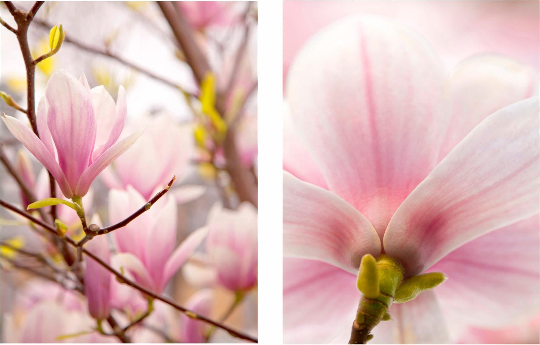 Creativ home Bild "Magnolien", (Set, 2 St.), 2er Set von Creativ Home