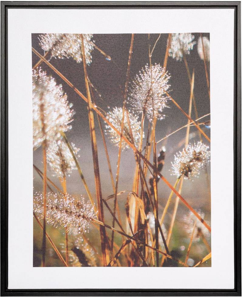 Creativ home Bild mit Rahmen "Leinwandbild Blüten mit Tropfen" 1 Stk. tlg. mit Rahmen von Creativ Home