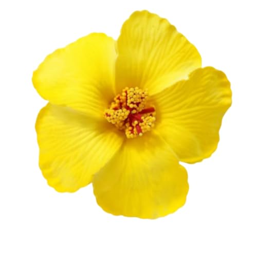 Künstliche Hibiskus Blumenhaarclip Stark Sicher Für Hochzeiten Partys Und Strand Urlaub Frauen Haardekoration von Dawutocap