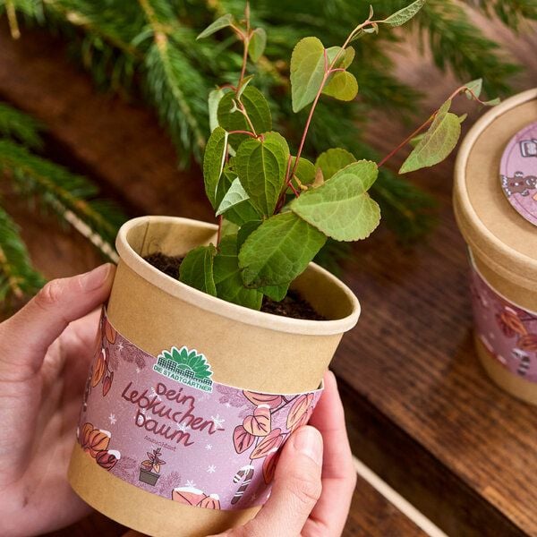 Die Stadtgärtner Lebkuchenbaum aus dem Becher I Anzuchtset I Nachhaltiges Weihnachtsgeschenk von Die Stadtgärtner