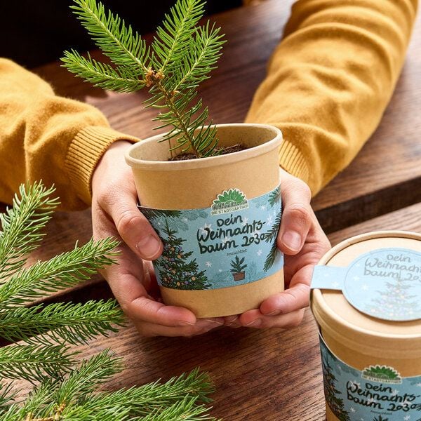 Die Stadtgärtner Weihnachtsbaum aus dem Becher I Anzuchtset I Nachhaltiges Weihnachtsgeschenk von Die Stadtgärtner