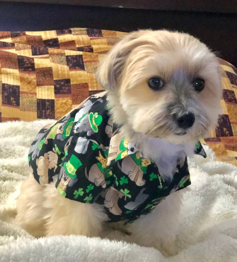 Hund-Shirts Hund-Shirts von DogcandyCreations