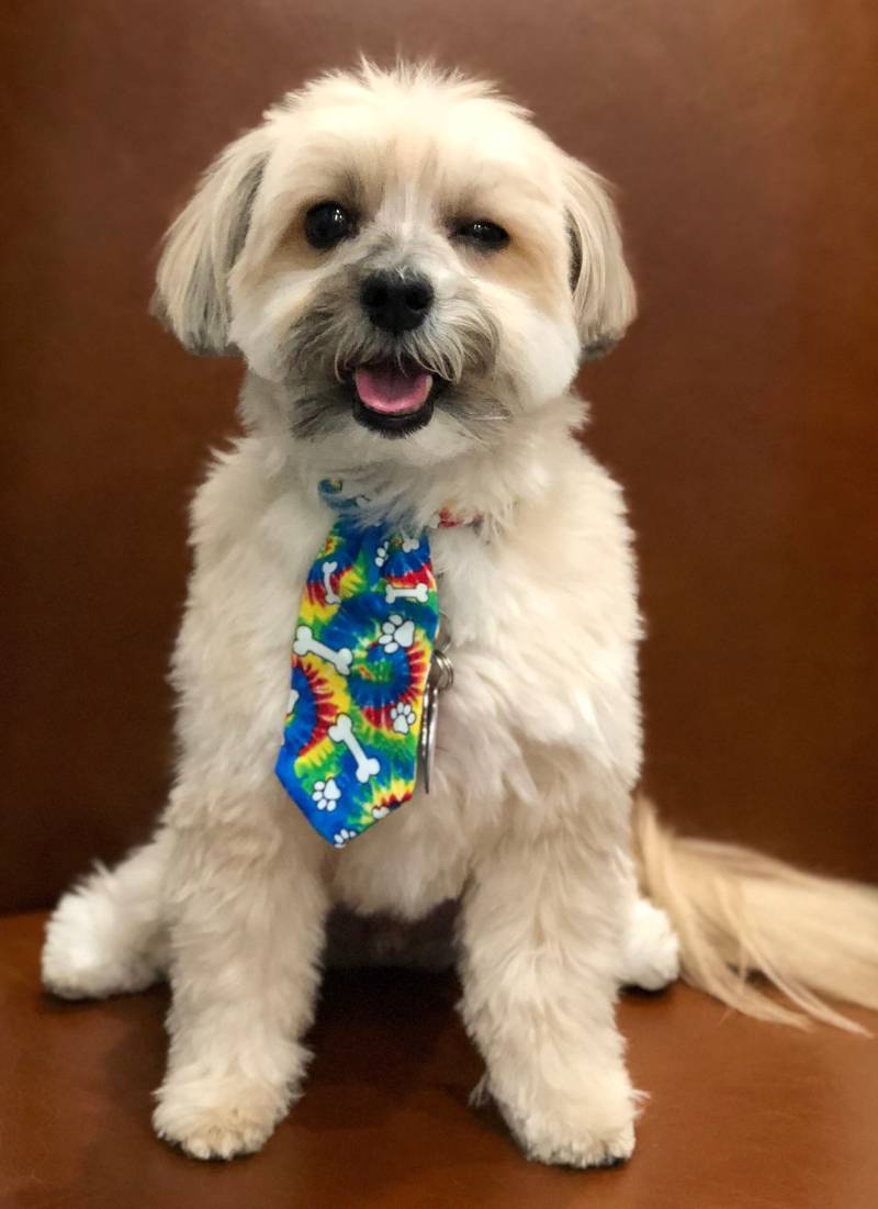 Hunde Krawatten Hunde Krawatten von DogcandyCreations