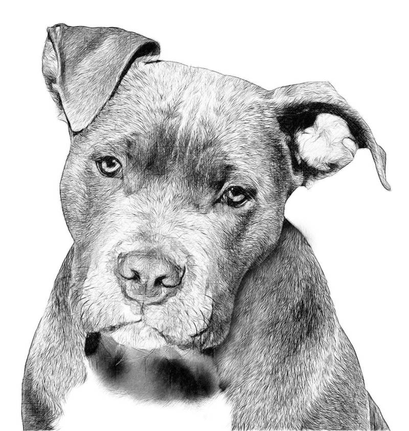 Pitbull Zeichnung T Shirt Deine Lieblingsrassen Ist Verfügbar von Drawinx