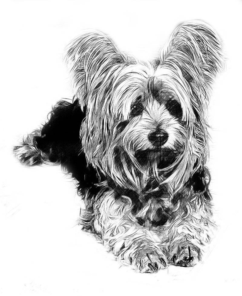 Yorkshire Terrier Zeichnung T-Shirt Zeichnungen Aller Rassen Sind Verfügbar von Drawinx