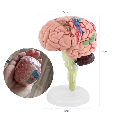 Demontiertes Anatomisches Menschliches Gehirnmodell für das Ing- und Ning -Tool mit Display -Basis Demontiertes Anatomisches Menschliches Gehirnmodell für das Ing- und Ning -Tool mit Display -Basis von EBTOOLS