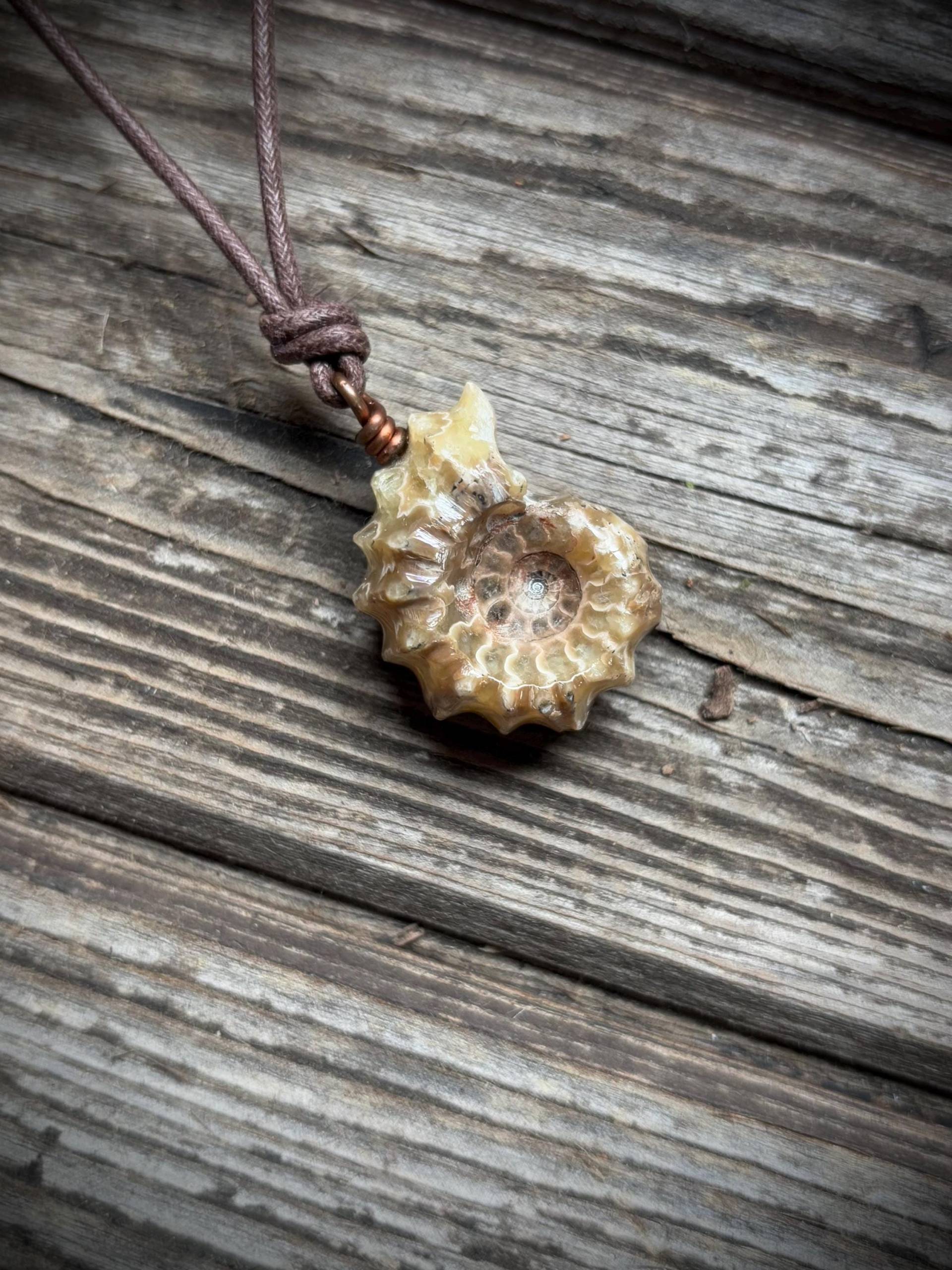 Douvilleiceras/Ammonit Braun Und Beige, Poliert, Kette, Fossilien, Einzelstück von EllaMinella