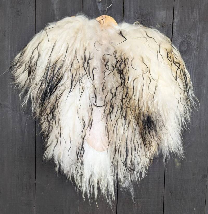 Fellumhang Islandschaf - Fell Für Wikinger Viking Krieger Bekleidung Mit Fell- Einzelstück 908 Fellumhang Islandschaf - Fell Für Wikinger Viking Krieger Bekleidung Mit Fell- Einzelstück 908 von FELLFORFASHION