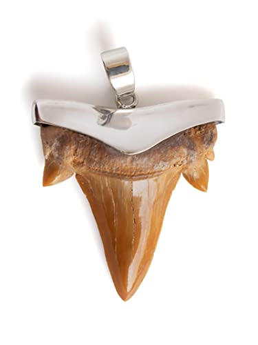 Fly Style echter Haizahn Anhänger mit 925 Silber Fassung - Handgefertigtes Unikat - Fossil Fossilien echt, Grösse:groß, Modelle:Dunkel von Fly Style