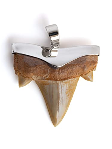 Fly Style echter Haizahn Anhänger mit 925 Silber Fassung - Handgefertigtes Unikat - Fossil Fossilien echt, Grösse:groß, Modelle:Hell von Fly Style
