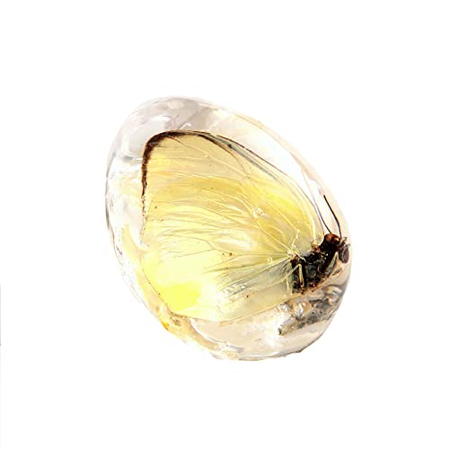 Bernstein Fossil mit Insekten Proben Steine Kristall Exemplare Insekten Exemplar Bernstein Anhänger DIY Schmuck Anhänger (Transparent Schmetterling) von Funrelaxer