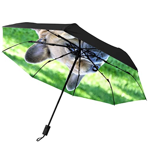 GISPOG Automatischer, faltbarer Regenschirm, Französische Bulldogge, wasserdicht, kompakt, Sonnen- und Regenschirme, einfarbig, Einheitsgröße von GISPOG