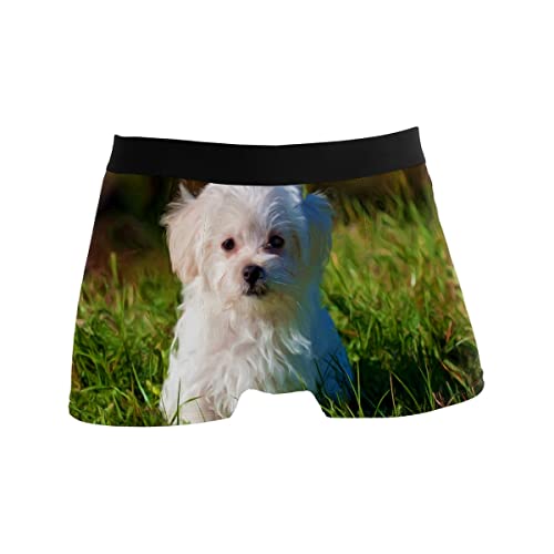 GISPOG Ölgemälde Hund Malteser Herren Boxershorts Mann Support Unterwäsche Stretch Low Rise Boxer Brief Trunks, einfarbig, XL GISPOG Ölgemälde Hund Malteser Herren Boxershorts Mann Support Unterwäsche Stretch Low Rise Boxer Brief Trunks, einfarbig, XL von GISPOG