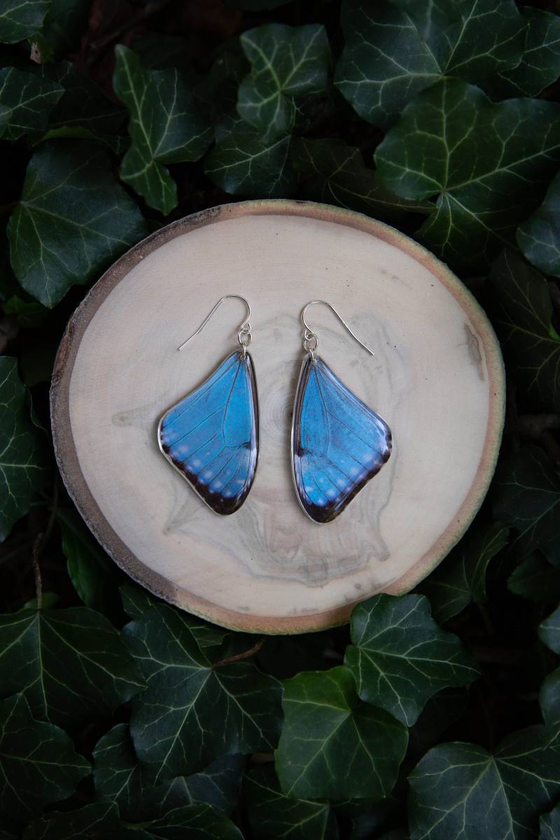 Portis Morpho Schmetterling - Ohrringe, Echte Schmetterlingsflügel, Magisch, Fee, Handgemacht, Leicht, Archivharz, Fair Produziert von GatheringHands
