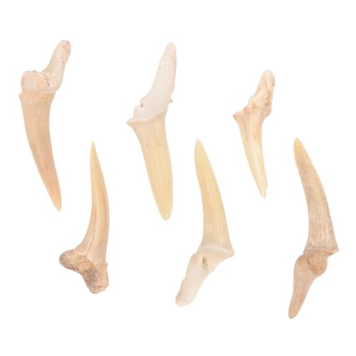 Gatuida 6 Stück Teiliges Haifischzahn Anhänger Halsketten für Jungen und Mädchen Handgefertigter Fossiler Halsschmuck mit Glatter Oberfläche Langlebig und Modisch für Vielseitige Outfits von Gatuida