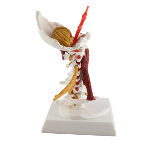 Wirbelsäulenmodell, Modell der Menschlichen Anatomie, Lehrmodell, Wirbelmodell, Modell der Halswirbelsäule, Abnehmbares Modell der Menschlichen Wirbelsäulennerven für die von Generic