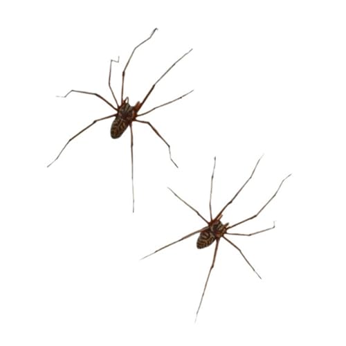 Einzigartige Spinnen Ohrringe Gothische Ohrohrschern Bequeme Ohrringe Piercing Schmuck PP Textur Für Mode Einzelpersonen Trendy Spiders Studs von Gissroys