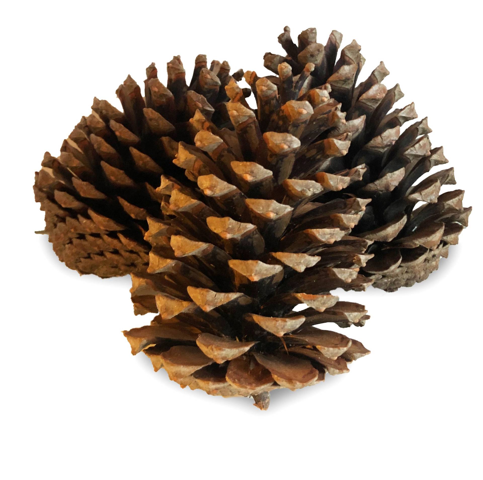 2, 33 Eur/stk. 15 X Xl Pinienzapfen Tannenzapfen Pinien Zapfen 14-18cm von Grabschmuckmodern