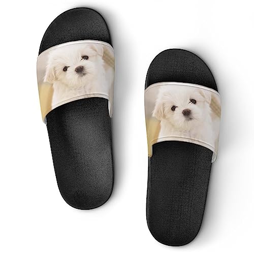 HABXNJF Duschpantoffeln Lovely Malteser Hund Sliders für Männer und Frauen rutschfeste Slides, Schwarz Schöne Malteser Hund, 39 2/3 EU von HABXNJF