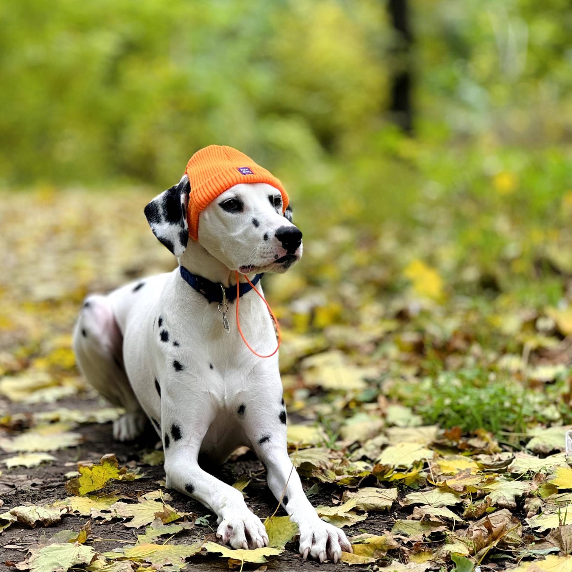 Hunde Orange Beanie Wintermützen - Kuschelige Hundemütze Für Kaltes Wetter Hunde Orange Beanie Wintermützen - Kuschelige Hundemütze Für Kaltes Wetter von HatDogBrand