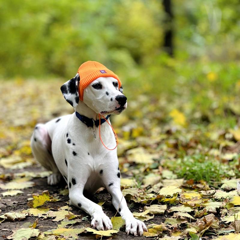 Hunde Orange Beanie Wintermützen - Kuschelige Hundemütze Für Kaltes Wetter Hunde Orange Beanie Wintermützen - Kuschelige Hundemütze Für Kaltes Wetter von HatDogBrand