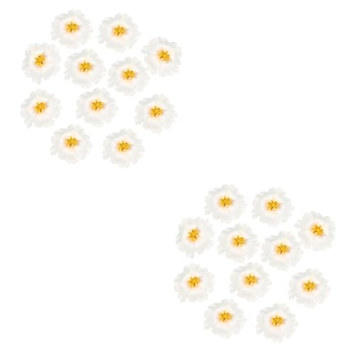 Healeved Hibiskus Deko 20 Stk Haarspange Mit Hibiskusblüte Künstlicher Hibiskus Blumenhaarspangen Für Frauen Hawaii Party Dekoration Strandaccessoire Künstliche Hibiskusblüten-haarspange Weiß von Healeved