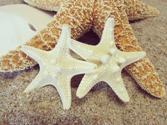 Natürliche Doppel Knobby Seestern Haarspange von HeavenlyMermaidHair