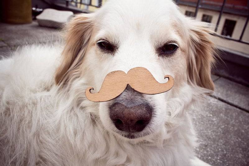 Brosche Moustache von HelloLittleHandmade