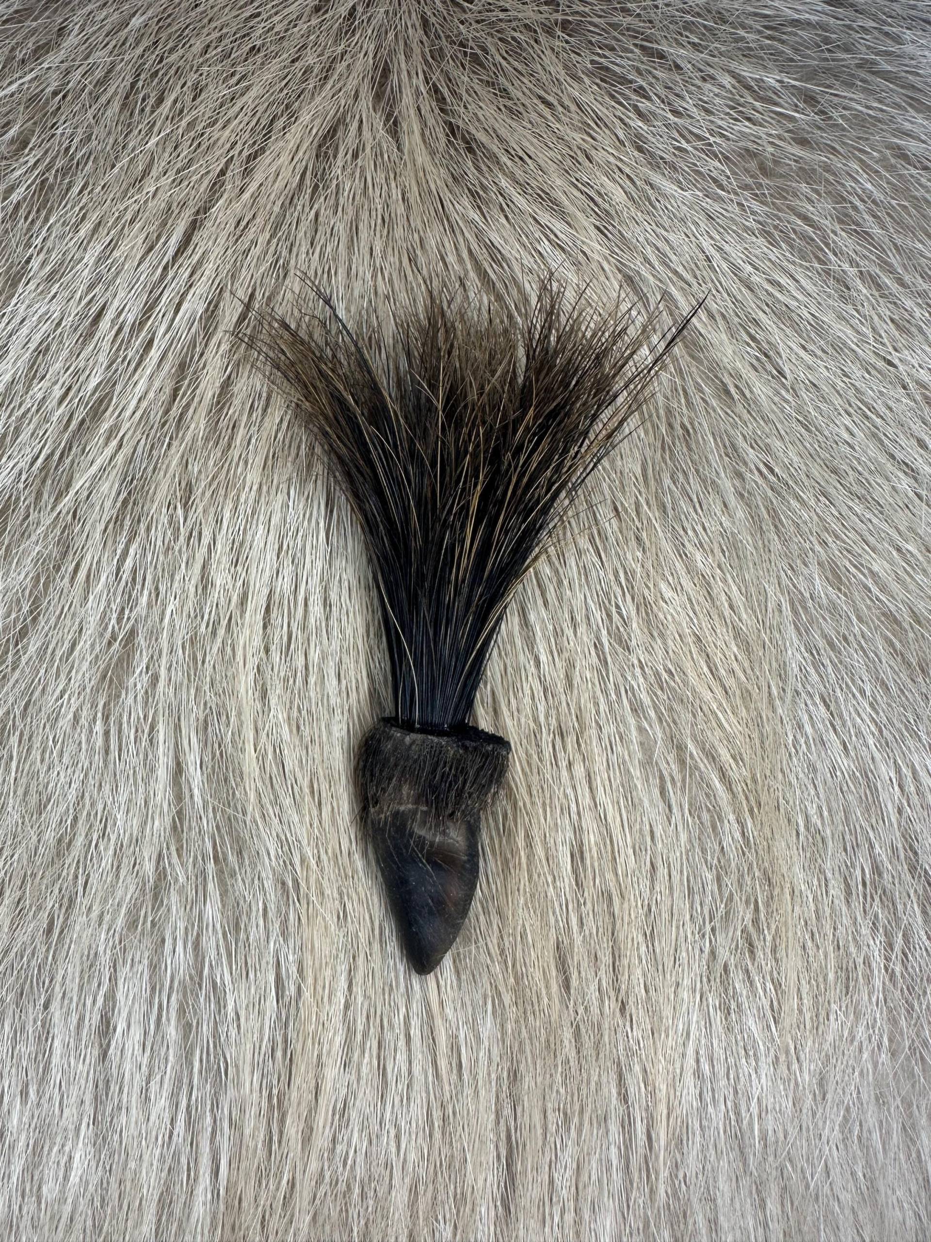 Hutnadel Wildschweinborsten in Wildschweinschale Nr. 2 Hutnadel Wildschweinborsten in Wildschweinschale Nr. 2 von HuntiDanti