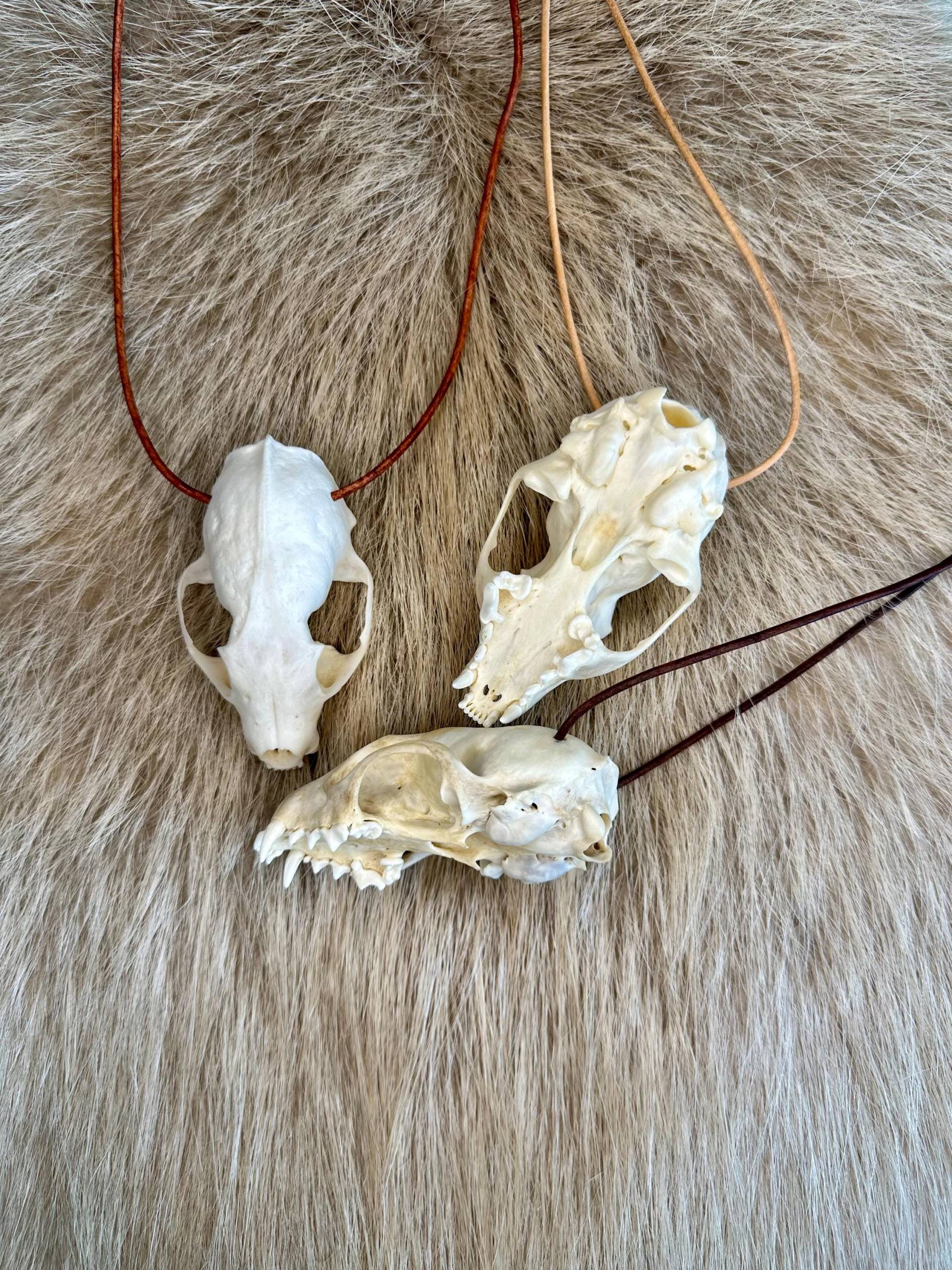 steinmarder Schädel Halsband steinmarder Schädel Halsband von HuntiDanti