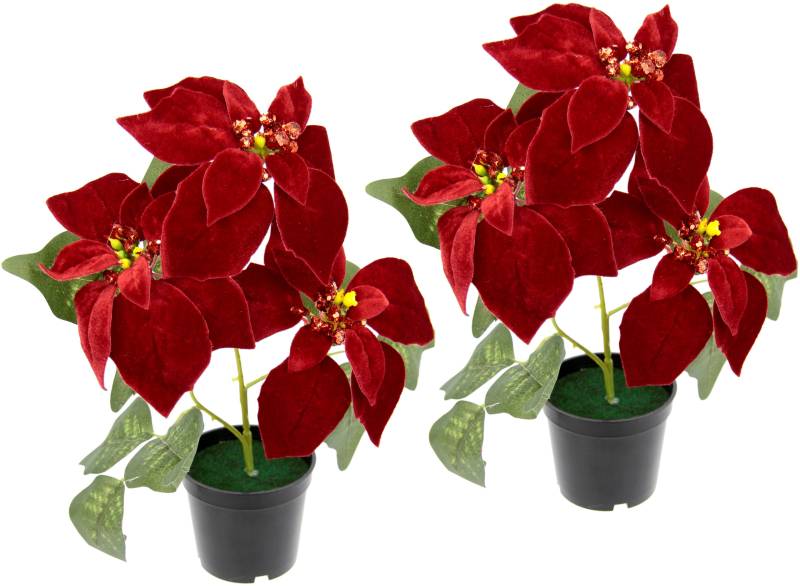I.GE.A. Kunstpflanze "Samt-Poinsettie", im Topf, 2er Set von I.Ge.A.