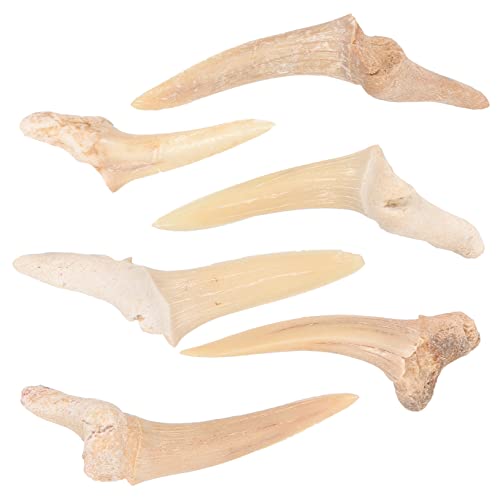 IMIKEYA 6Stücke Teiliges Haifischzahnhalsketten Echte Fossilien für Kindergeschenke und Kreative DIY Schmuckprojekte Langlebig und von IMIKEYA