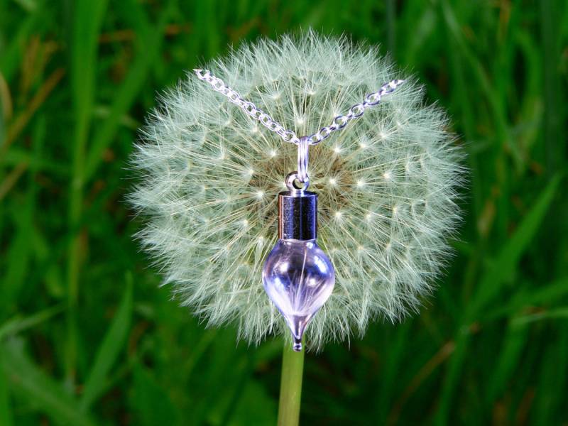 Löwenzahn Teardrop Halskette - Auf Massiv Silber Kette von IanBarrettJewellery