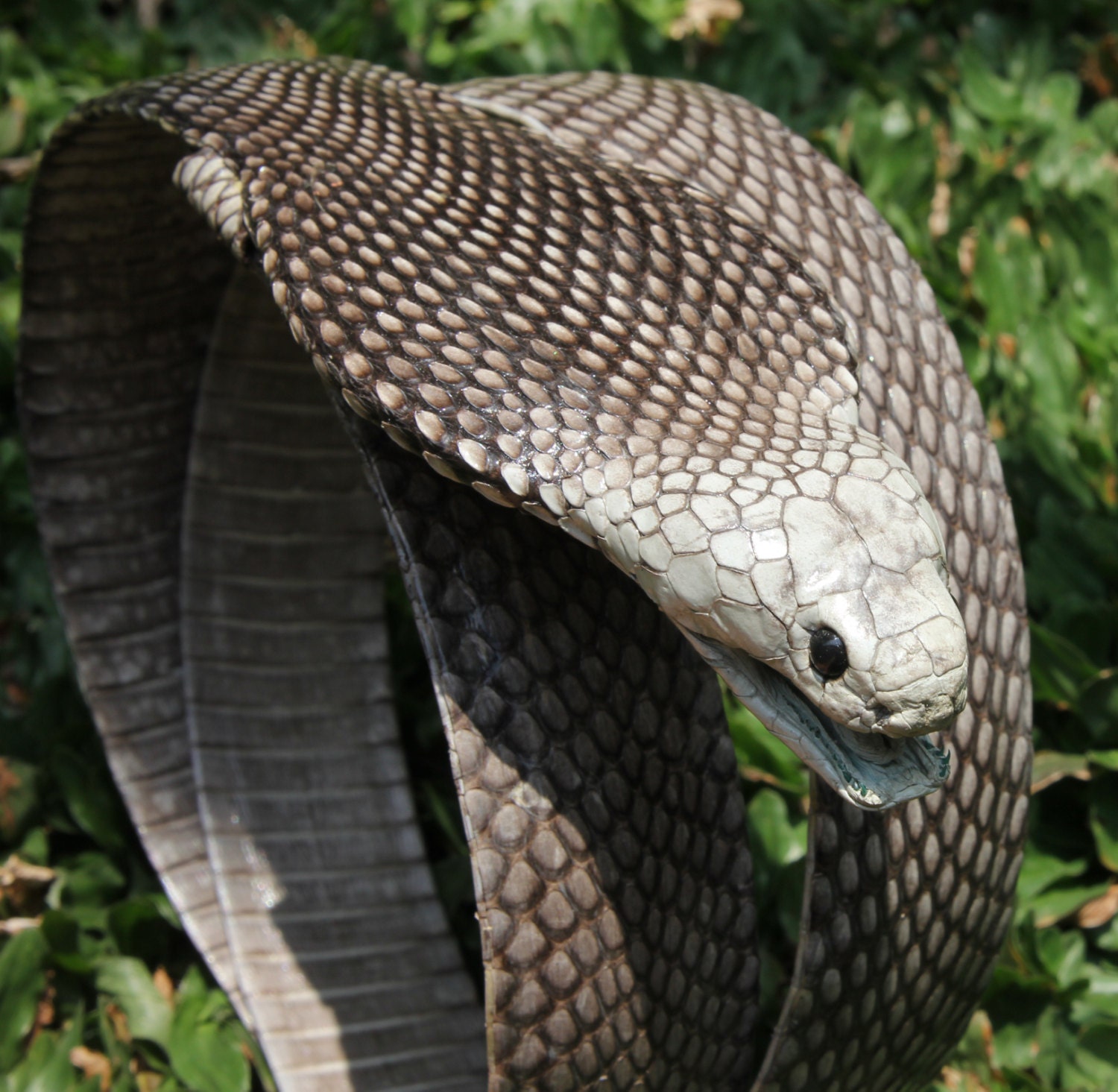 Echter Kobra-Schlangenhautkopf-Ledergürtel von IndoPython
