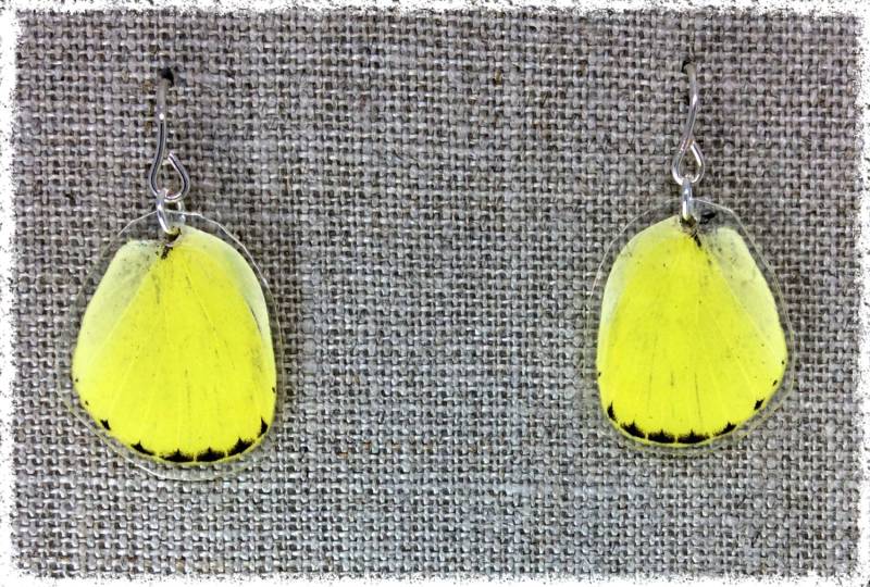 Echter Schmetterling Flügel Schmuck; Kleiner Ohrringe; Gelb Und Schwarz; Eureme Hecabe Schmetterling; Hinteren Echter Schmetterling Flügel Schmuck; Kleiner Ohrringe; Gelb Und Schwarz; Eureme Hecabe Schmetterling; Hinteren von JBirdsPerch