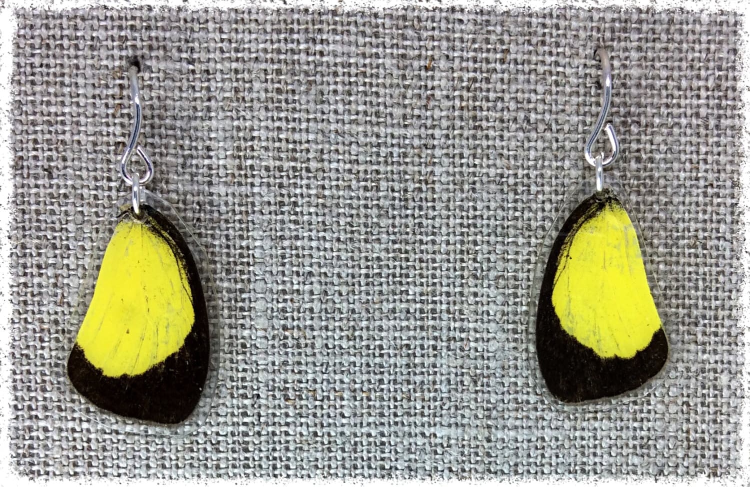 Echter Schmetterling Flügel Schmuck; Ohrringe; -Gelbe Und Schwarze Schmetterling; Eureme Hecabe; Obere Tragfläche Echter Schmetterling Flügel Schmuck; Ohrringe; -Gelbe Und Schwarze Schmetterling; Eureme Hecabe; Obere Tragfläche von JBirdsPerch