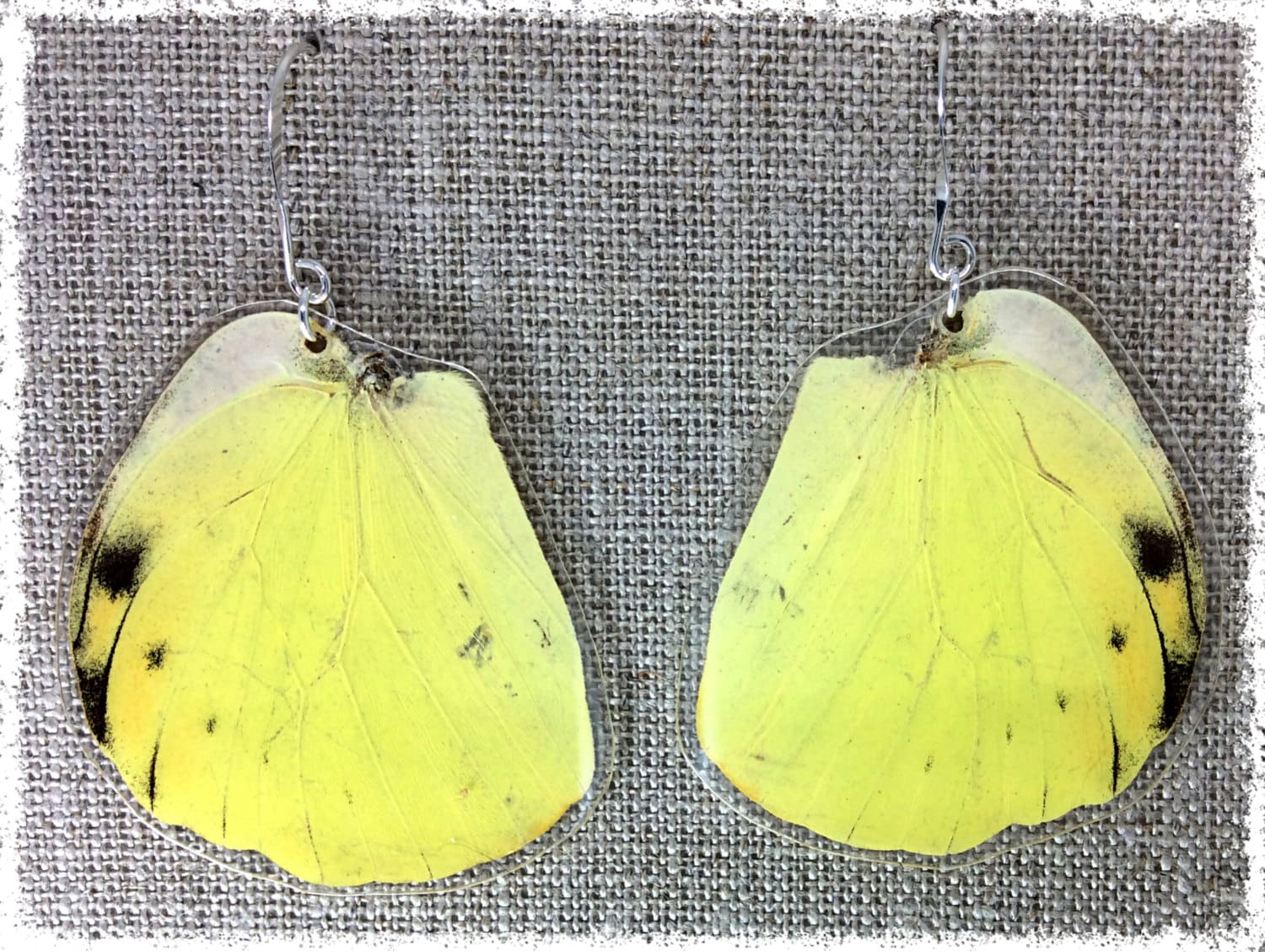 Echter Schmetterling Flügel Schmuck; Statement Ohrringe; Insekt Schmetterlingsohrringe; Gelb; Schwarz; Geschenk-Idee; Schmuck-Unikate Echter Schmetterling Flügel Schmuck; Statement Ohrringe; Insekt Schmetterlingsohrringe; Gelb; Schwarz; Geschenk-Idee; Schmuck-Unikate von JBirdsPerch