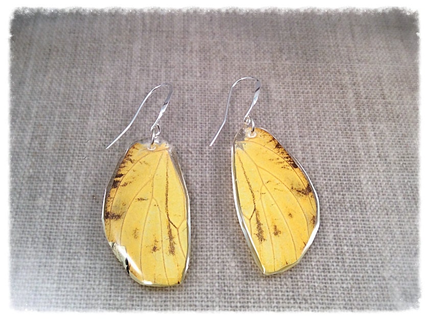 Echter Schmetterling Flügel Schmuck; Statement Ohrringe; Insekt Schmetterlingsohrringe; Gelb; Schwarz; Hand Geschnitten; Schmuck-Unikate Echter Schmetterling Flügel Schmuck; Statement Ohrringe; Insekt Schmetterlingsohrringe; Gelb; Schwarz; Hand Geschnitten; Schmuck-Unikate von JBirdsPerch