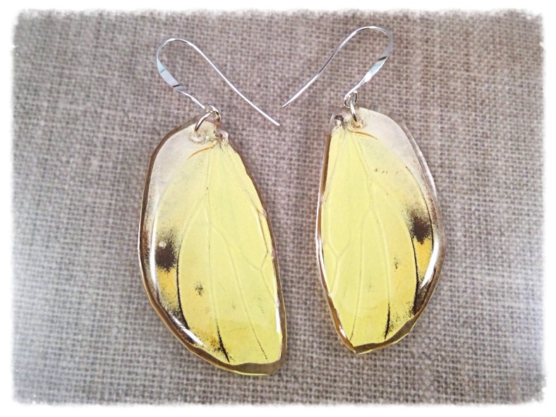 Echter Schmetterling Flügel Schmuck; Statement Ohrringe; Insekt Schmetterlingsohrringe; Gelb; Schwarz; Hand Geschnitten; Schmuck-Unikate Echter Schmetterling Flügel Schmuck; Statement Ohrringe; Insekt Schmetterlingsohrringe; Gelb; Schwarz; Hand Geschnitten; Schmuck-Unikate von JBirdsPerch