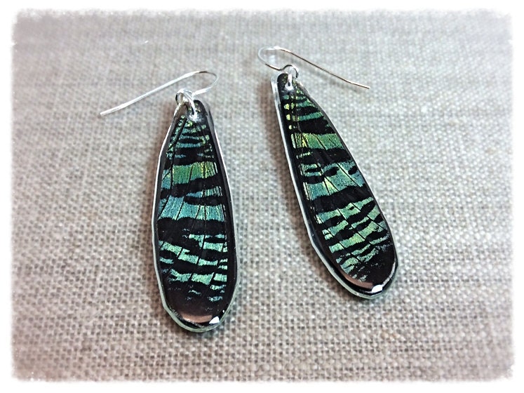 Echter Schmetterling Schmuck, Echte Ohrringe, Schmetterlingsflügel, Schmetterling, Handgeschnittene Flügelohrringe; Lange Tränke; Irisierende Echter Schmetterling Schmuck, Echte Ohrringe, Schmetterlingsflügel, Schmetterling, Handgeschnittene Flügelohrringe; Lange Tränke; Irisierende von JBirdsPerch
