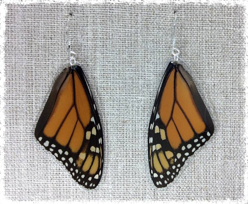 Echter Schmetterlingsflügel Schmuck; Ohrringe; König; Orange-Schwarz; Top-Wing; Insekt Schmuck Echter Schmetterlingsflügel Schmuck; Ohrringe; König; Orange-Schwarz; Top-Wing; Insekt Schmuck von JBirdsPerch