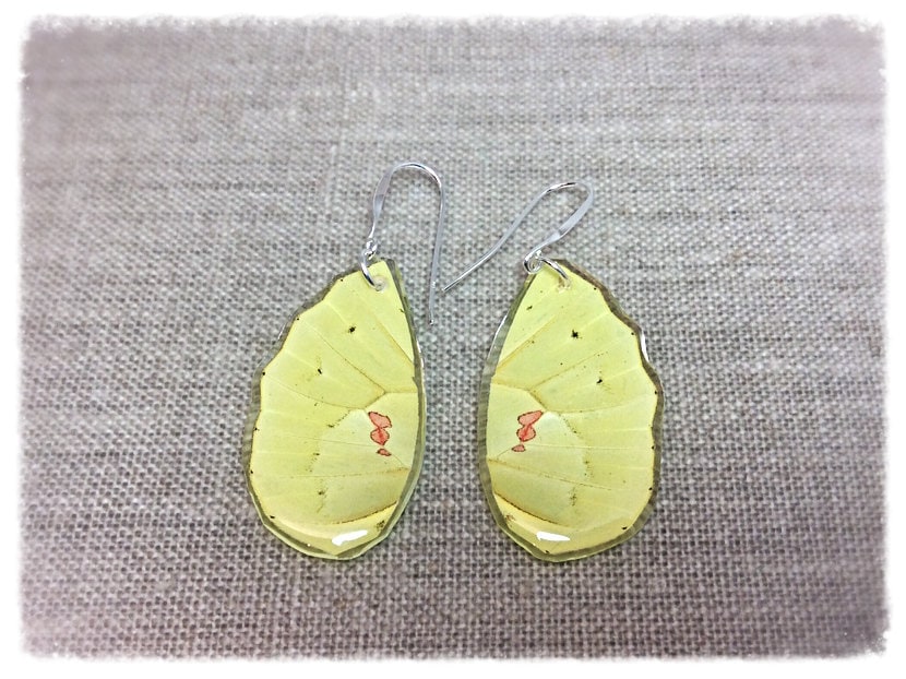 Echter Schmetterlingsflügel Schmuck; Schmetterling Flügel Ohrringe; Handgemachter Schmetterlingsschmuck; Gelb; Sterling Boho Insekte Hinterflügel Echter Schmetterlingsflügel Schmuck; Schmetterling Flügel Ohrringe; Handgemachter Schmetterlingsschmuck; Gelb; Sterling Boho Insekte Hinterflügel von JBirdsPerch