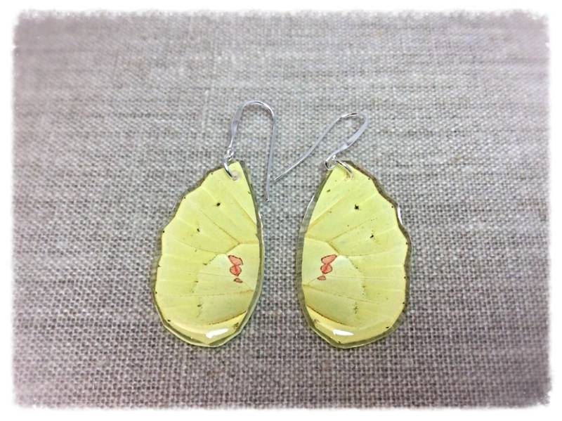 Echter Schmetterlingsflügel Schmuck; Schmetterling Flügel Ohrringe; Handgemachter Schmetterlingsschmuck; Gelb; Sterling Boho Insekte Hinterflügel Echter Schmetterlingsflügel Schmuck; Schmetterling Flügel Ohrringe; Handgemachter Schmetterlingsschmuck; Gelb; Sterling Boho Insekte Hinterflügel von JBirdsPerch