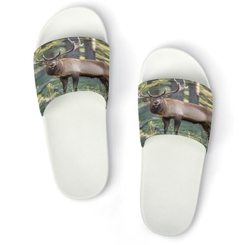 JTREWBV Sommer Hausschuhe Damen Herren Hirsch in der Wildnis Druck PVC Home Slippers Duschschuhe Badezimmer Sandalen rutschfest leicht zu reinigen, Weißer Stil, 44 EU JTREWBV Sommer Hausschuhe Damen Herren Hirsch in der Wildnis Druck PVC Home Slippers Duschschuhe Badezimmer Sandalen rutschfest leicht zu reinigen, Weißer Stil, 44 EU von JTREWBV
